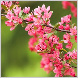 pink ornamental cherry 